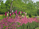 Foxglove Garden Wall Decal