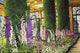 Longwood Gardens Delphinium Pennsylvania Wall Decal