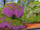 Longwood Gardens Wisteria Pennsylvania Wall Decal