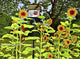 Sunflowers and Birdhouse Wall Decal