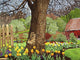 Tulips and Daffodils Boston Wall Decal