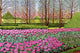 Tulips Longwood Gardens I Wall Decal