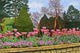 Tulips Longwood Gardens Iii Wall Decal