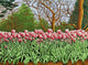 Tulips Longwood Gardens Vi Wall Decal
