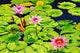 Water Lilies Ii Wall Decal