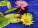 Water Lilies Iii Wall Decal