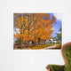 Autumn Splendor Wall Decal