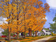 Autumn Splendor Wall Decal