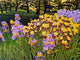 Iris Sunrise Wall Decal