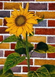 One Sunflower Wall Mural