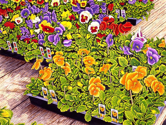 Pansies Wall Decal