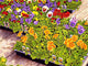 Pansies Wall Decal