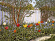 Picket Fence Wall Decal Design 1