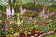 Rock Garden Wall Decal