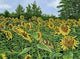Sunflowers Wall Decal Design 4