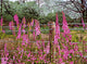 Wild Foxglove Wall Decal