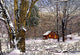 Woodland Winter Wall Decal