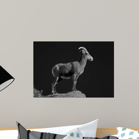 Bighorn Portrait Cf Wall Decal