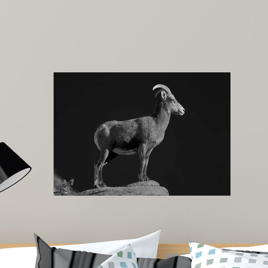 Bighorn Portrait Cf Wall Decal
