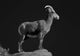 Bighorn Portrait Cf Wall Decal