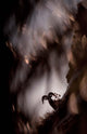 Bighorn Silhouette Best Wall Decal