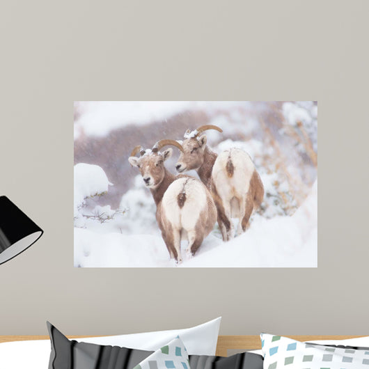 Bighorns Two Wall Decal