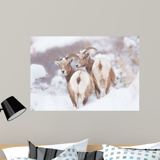 Bighorns Two Wall Decal