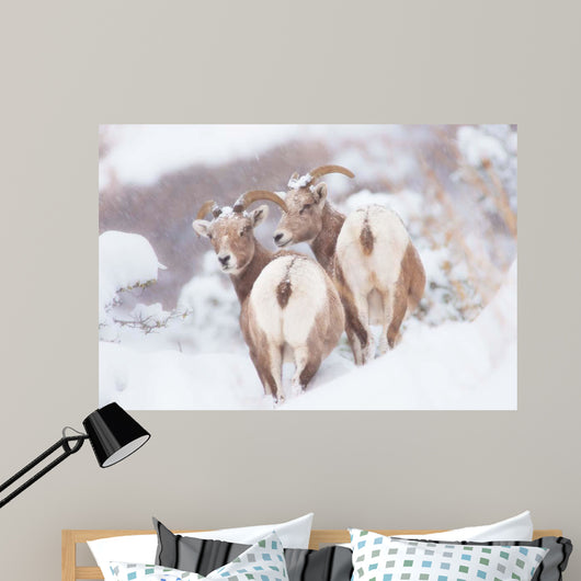 Bighorns Two Wall Decal