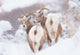 Bighorns Two Wall Decal