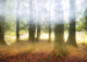 Blurred Trees Wall Decal