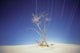 Bright Cottonwood Drum Scan Wall Decal