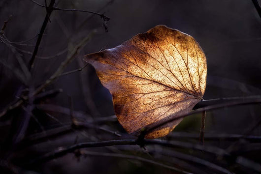 Bright Leaf Proc Wall Decal