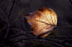 Bright Leaf Proc Wall Decal