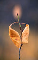 Candle Plant Wall Decal