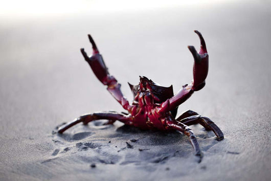 Claws up Wall Decal