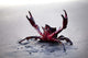 Claws up Wall Decal