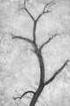 Cottonwood Form B W Wall Decal