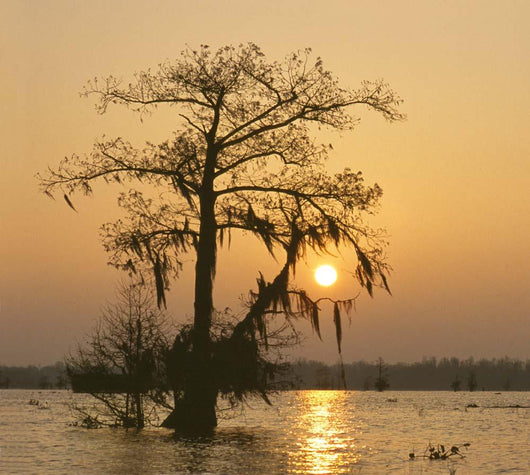 Cypress Proc Wall Decal
