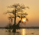 Cypress Proc Wall Decal