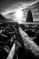 Driftwood Sun 1 Silver Wall Decal