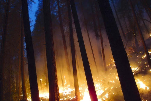 Burning Forest Wall Decal