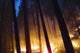 Burning Forest Wall Decal