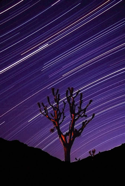 Joshua Tree Brilliant Stars Wall Decal