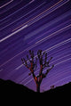 Joshua Tree Brilliant Stars Wall Decal