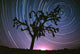 Joshua Tree North Star Wall Decal
