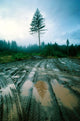 Lone fir Wall Decal Design 1