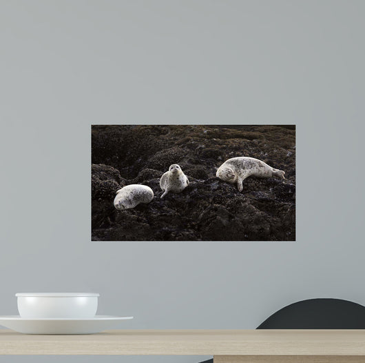 Lounging Seals Wall Decal