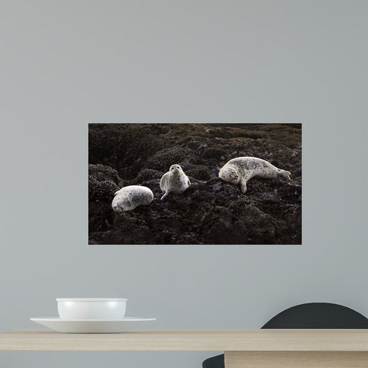 Lounging Seals Wall Decal