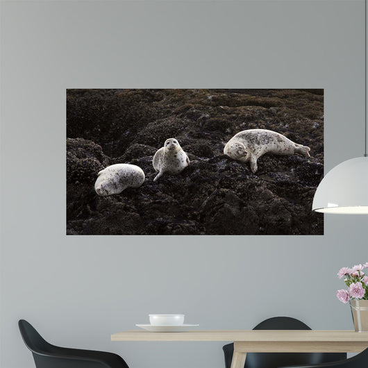 Lounging Seals Wall Decal