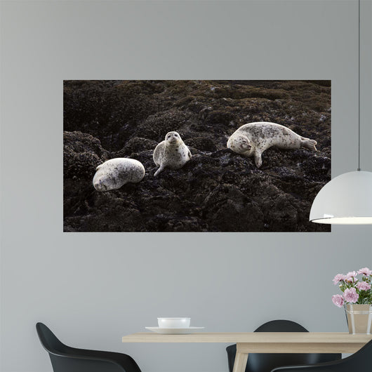 Lounging Seals Wall Decal